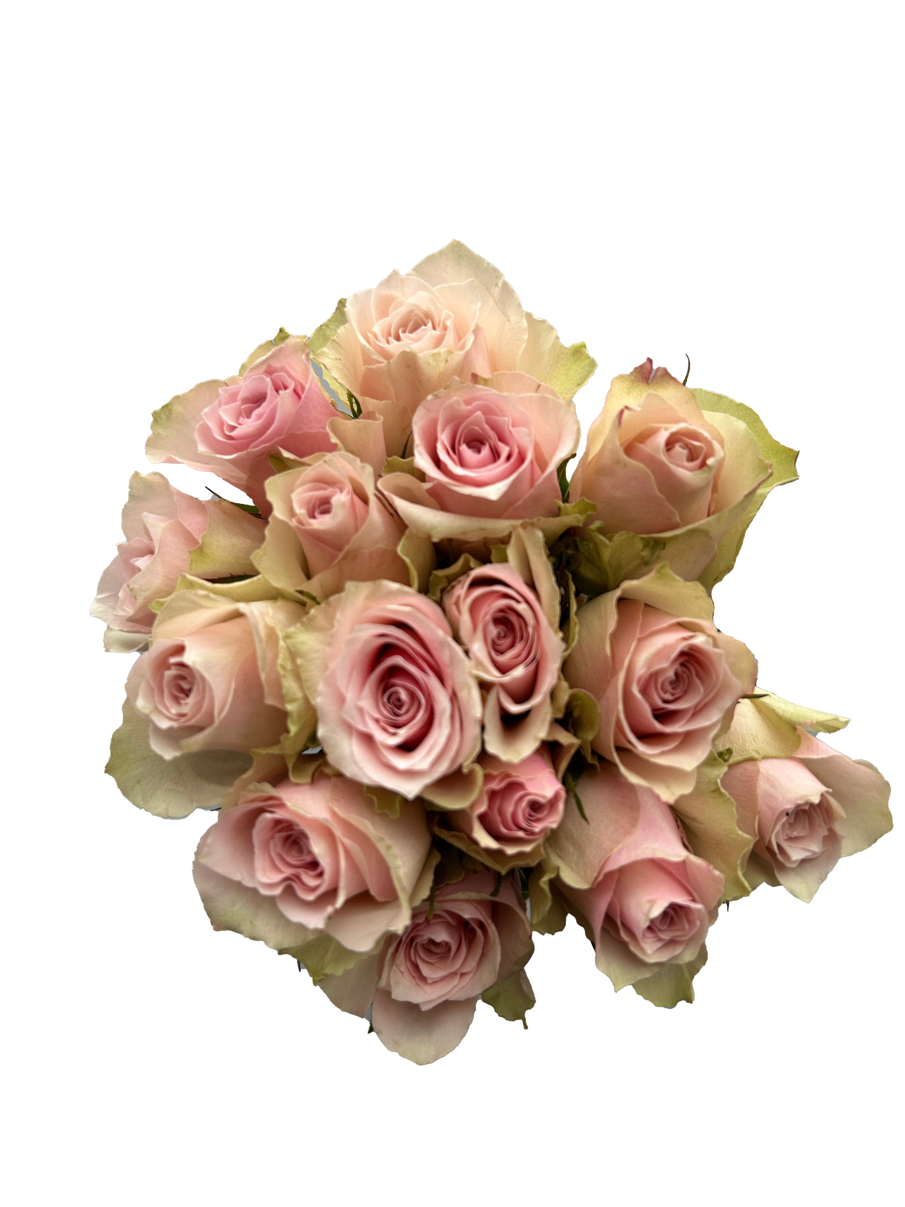 Bouquet di Rose Rosa con Gambo medio corto