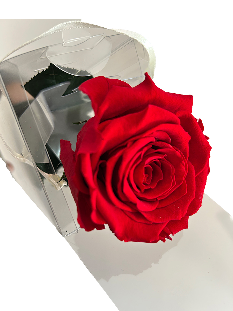 Rosa Stabilizzata gambo lungo