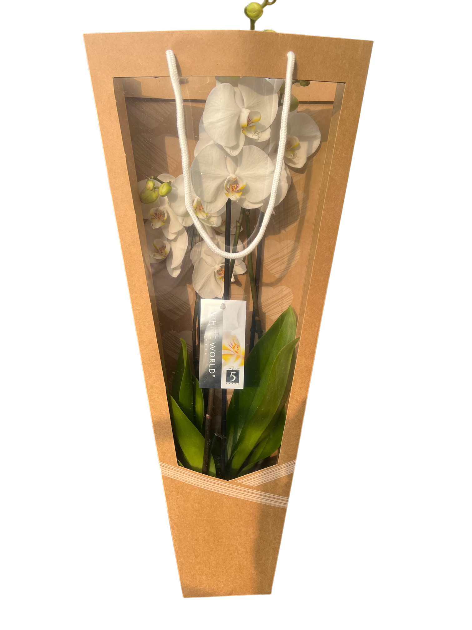 Orchidea con flowerbag