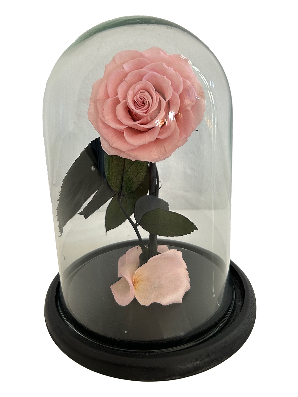 Rosa Stabilizzata Rosa con in teca di vetro