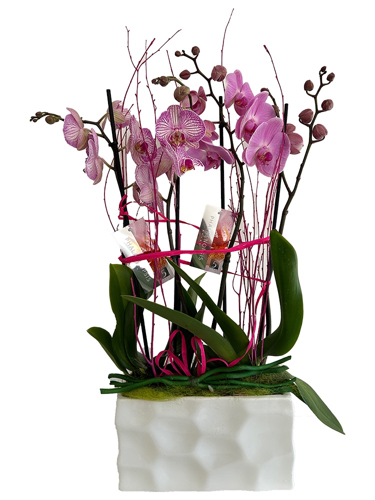 Doppio Phalaneopsis in base di ceramica