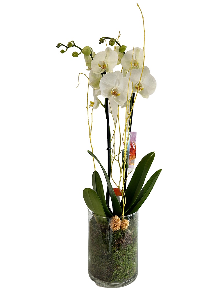 Phalaenopsis con vaso di vetro e muschio